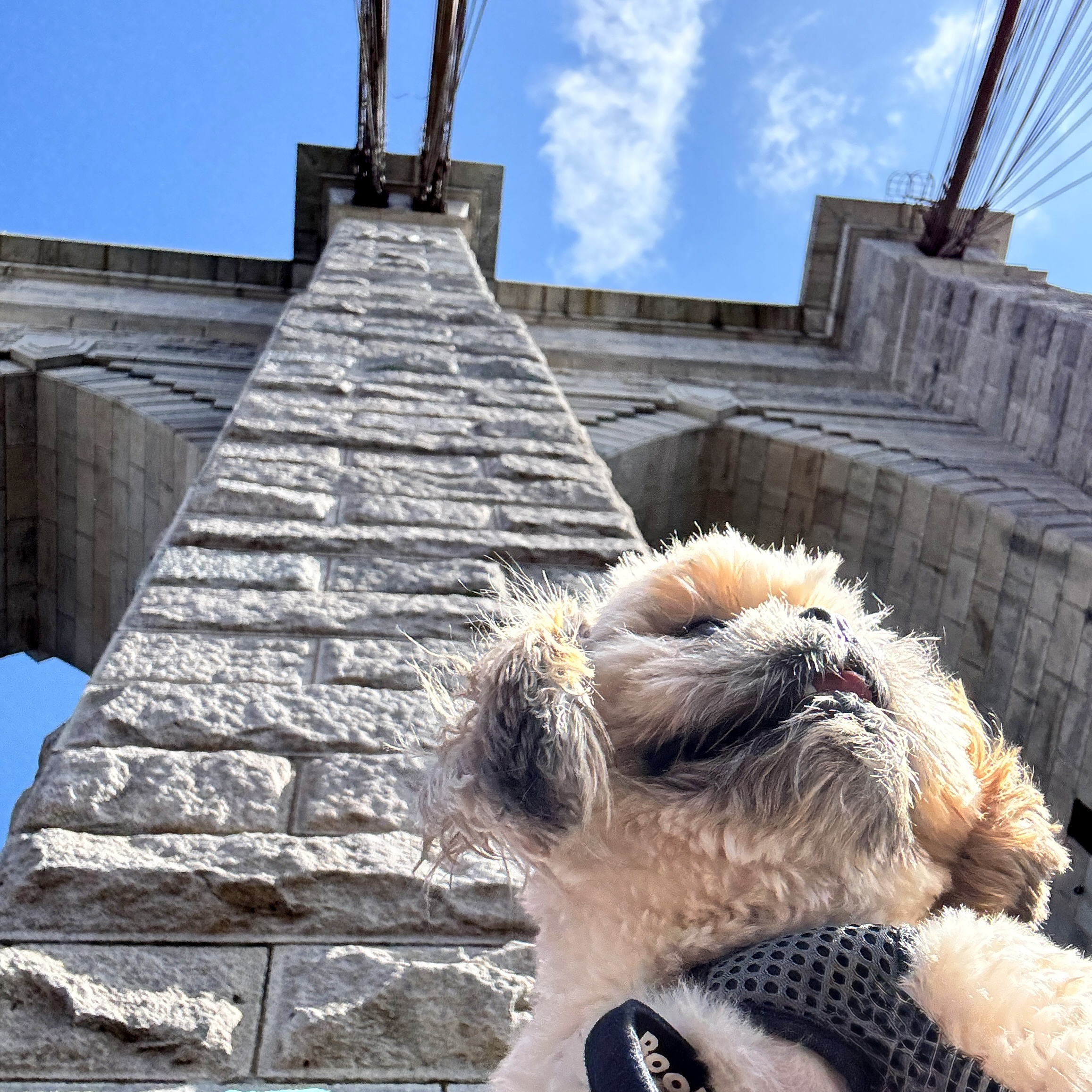 BooBoo looking up in wonder at the Brooklyn Bridge’s gothic stone tower