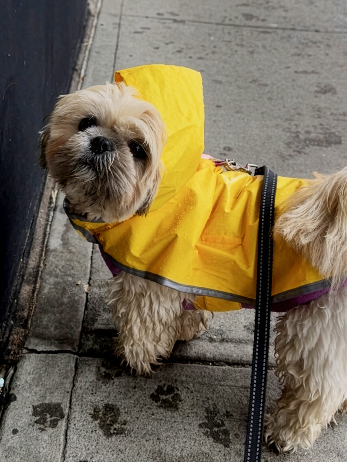 BooBoo wearing a yellow raincoat on the sidewalk