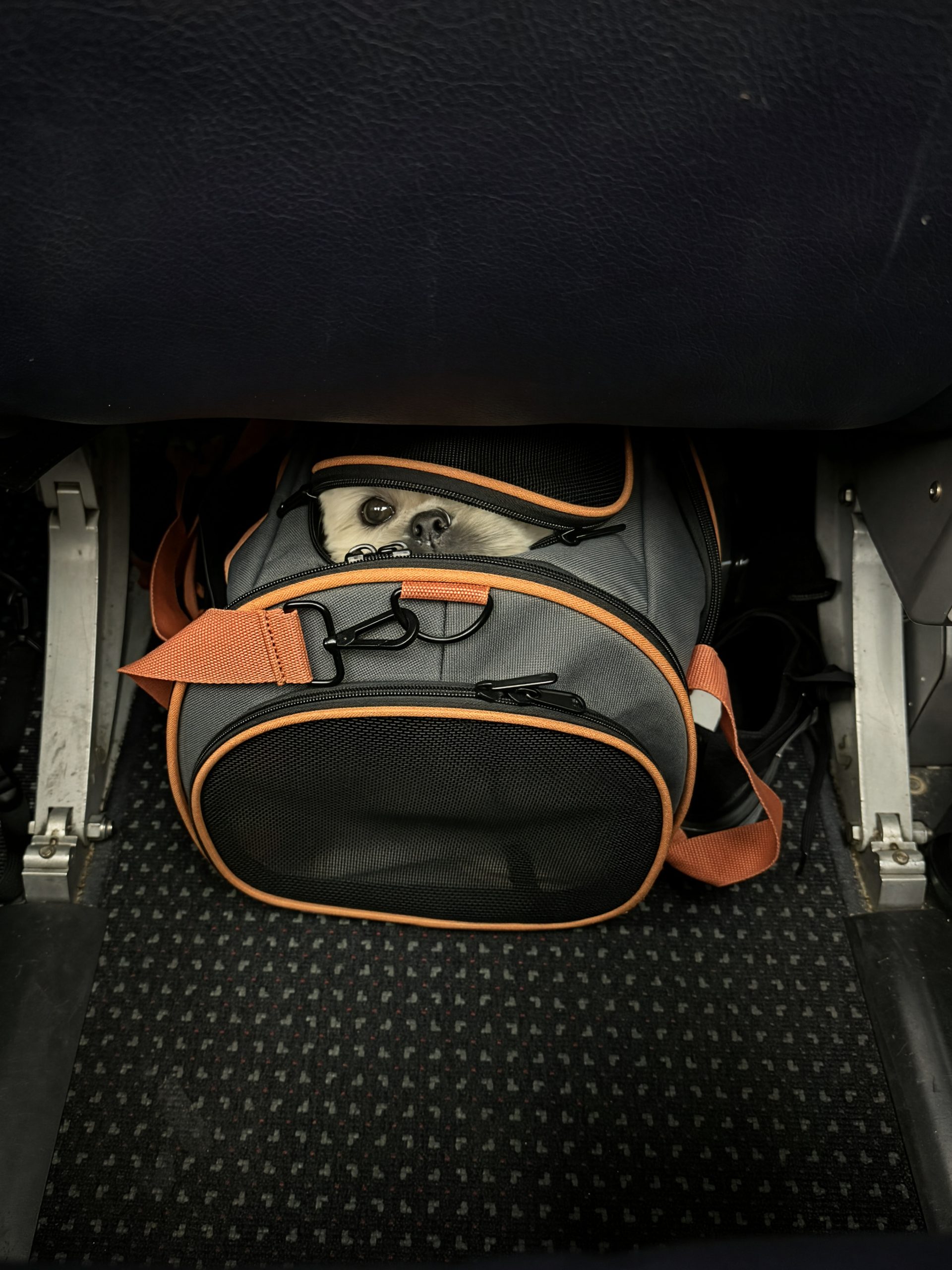 BooBoo peeking out of his travel carrier under an airplane seat